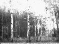 Radomsko – miniatura 1